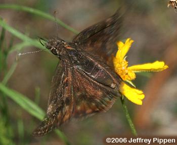 Wild Indigo Duskywing (Erynnis baptisiae)