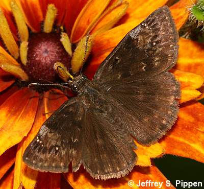 Wild Indigo Duskywing (Erynnis baptisiae)