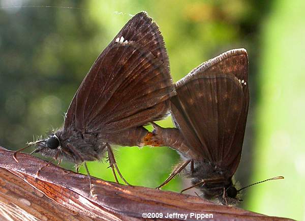 Wild Indigo Duskywing (Erynnis baptisiae)