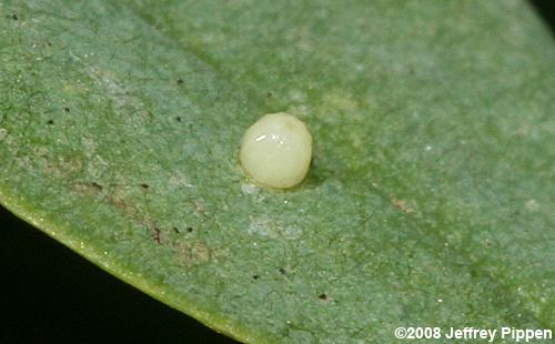 Wild Indigo Duskywing egg (Erynnis baptisiae)