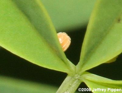 Wild Indigo Duskywing egg (Erynnis baptisiae)