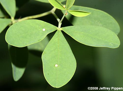 Wild Indigo Duskywing egg (Erynnis baptisiae)