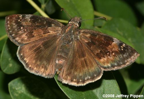 Wild Indigo Duskywing (Erynnis baptisiae)