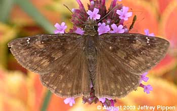 Wild Indigo Duskywing (Erynnis baptisiae)
