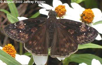 Wild Indigo Duskywing (Erynnis baptisiae)