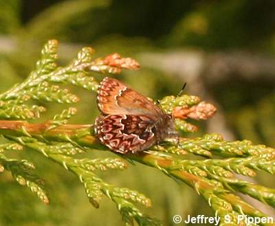 Western Pine Elfin (Callophrys eryphon)