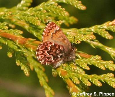 Western Pine Elfin (Callophrys eryphon)