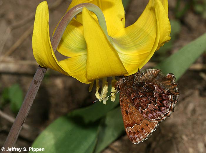 Western Pine Elfin (Callophrys eryphon)