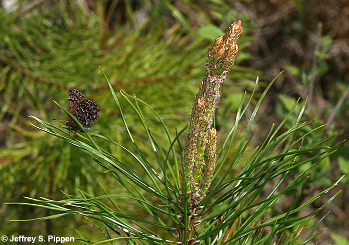 Western Pine Elfin (Callophrys eryphon)
