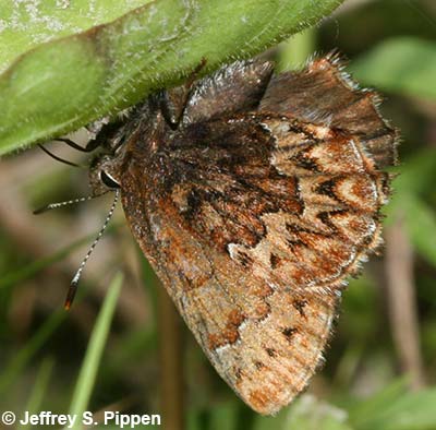 Western Pine Elfin (Callophrys eryphon)