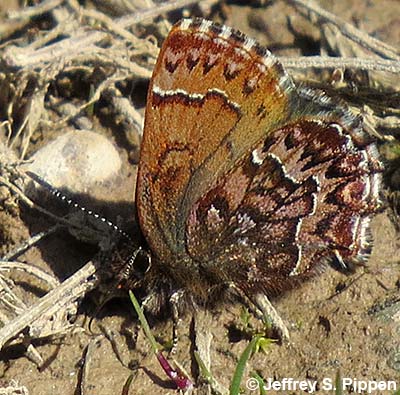 Western Pine Elfin (Callophrys eryphon)