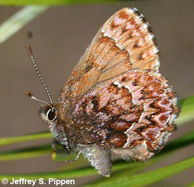 Western Pine Elfin (Callophrys eryphon)