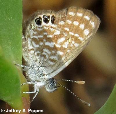 Western Pygmy-Blue (Brephidium exilis)