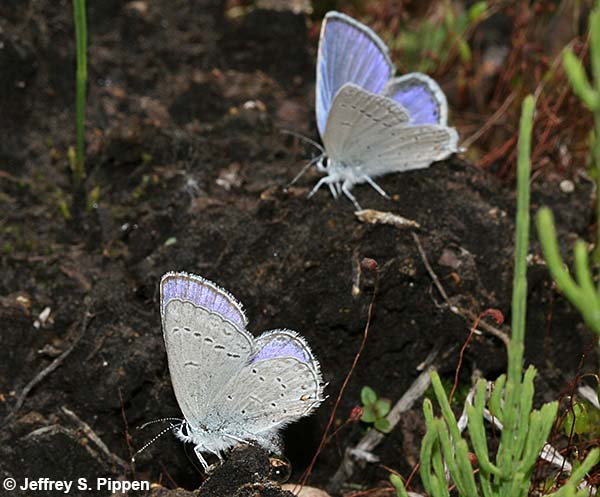 Western Tailed-Blue (Cupido amyntula)