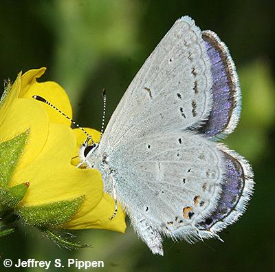 Western Tailed-Blue (Cupido amyntula)