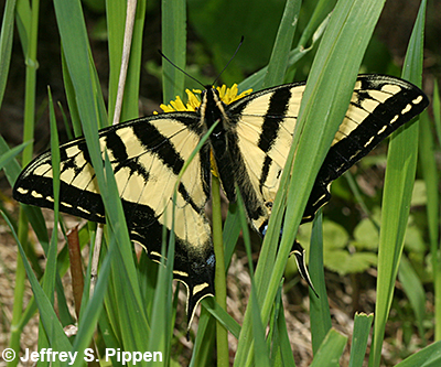 Western Tiger Swallowtail (Papilio rutulus)