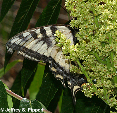 Western Tiger Swallowtail (Papilio rutulus)