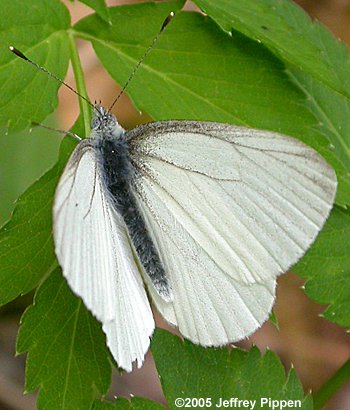 West Virginia White (Pieris virginiensis)