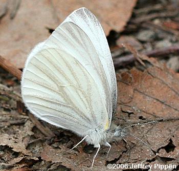 West Virginia White (Pieris virginiensis)