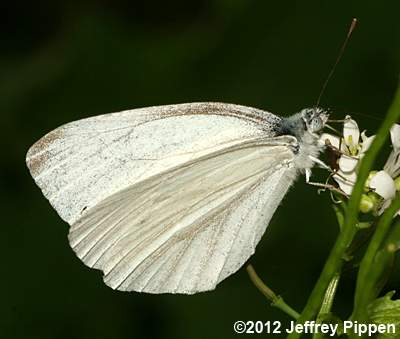 West Virginia White (Pieris virginiensis)