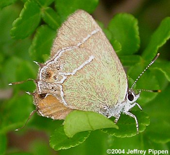 Xami Hairstreak (Callophrys xami)