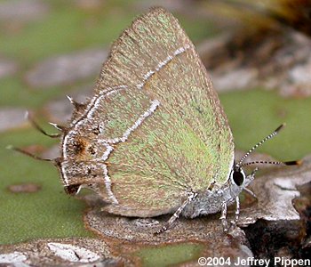 Xami Hairstreak (Callophrys xami)
