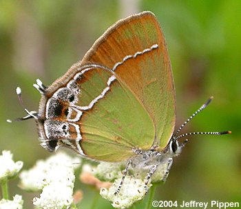 Xami Hairstreak (Callophrys xami)