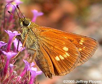 Yehl Skipper (Poanes yehl)