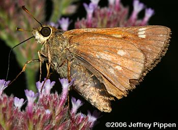 Yehl Skipper (Poanes yehl)