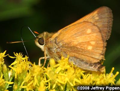 Yehl Skipper (Poanes yehl)