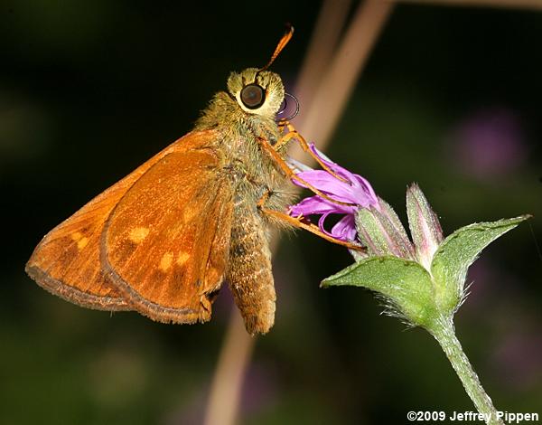 Yehl Skipper (Poanes yehl)