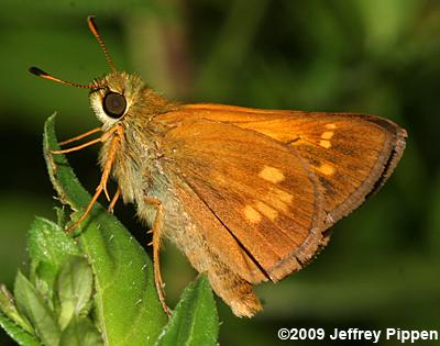 Yehl Skipper (Poanes yehl)