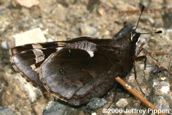 Yucca Giant-Skipper (Megathymus yuccae)