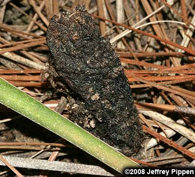 Yucca Giant-Skipper (Megathymus yuccae)