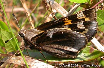 Yucca Giant-Skipper (Megathymus yuccae)