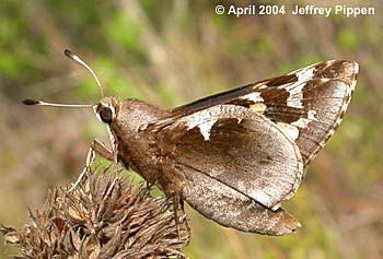 Yucca Giant-Skipper (Megathymus yuccae)