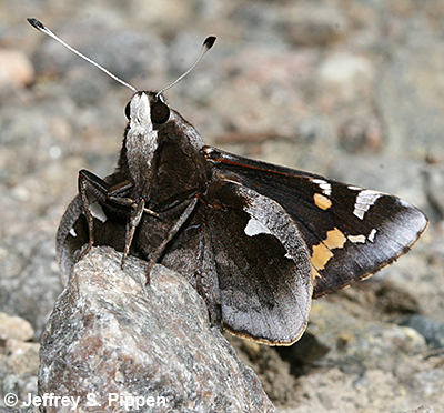 Yucca Giant-Skipper (Megathymus yuccae)