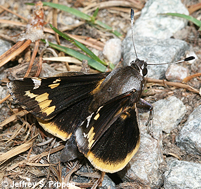 Yucca Giant-Skipper (Megathymus yuccae)