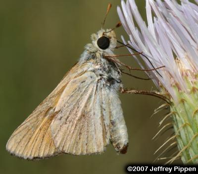 Yuma Skipper (Ochlodes yuma)