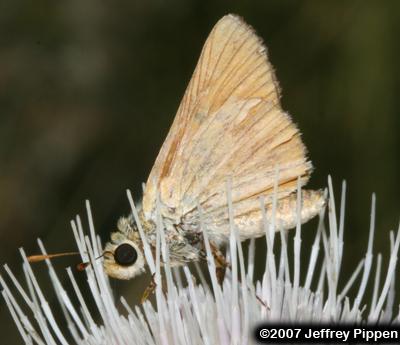 Yuma Skipper (Ochlodes yuma)