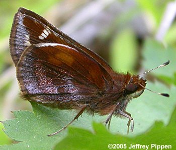 Zabulon Skipper (Poanes zabulon)