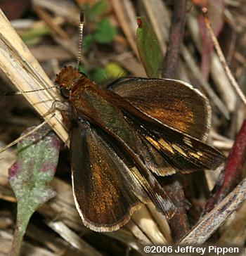 Zabulon Skipper (Poanes zabulon)