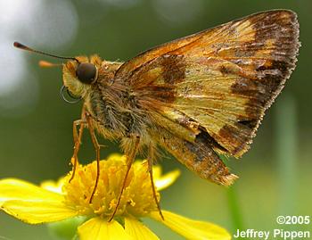 Zabulon Skipper (Poanes zabulon)