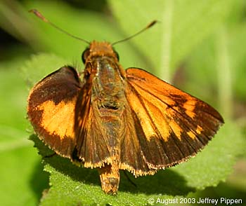 Zabulon Skipper