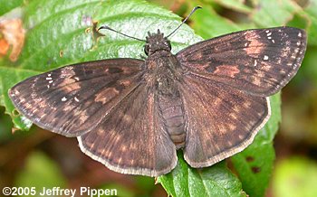 Zarucco Duskywing (Erynnis zarucco)