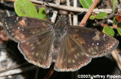 Zarucco Duskywing (Erynnis zarucco)