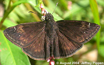 Zarucco Duskywing (Erynnis zarucco)