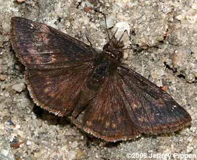 Zarucco Duskywing (Erynnis zarucco)