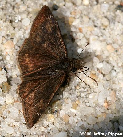 Zarucco Duskywing (Erynnis zarucco)