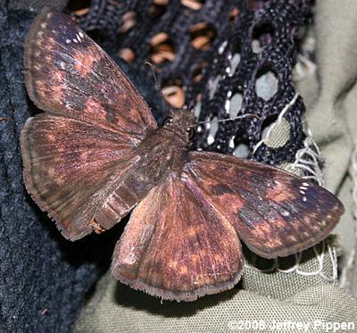 Zarucco Duskywing (Erynnis zarucco)